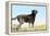 Chocolate Labrador Retriever 35-Bob Langrish-Framed Premier Image Canvas