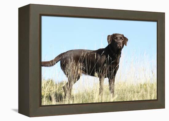 Chocolate Labrador Retriever 35-Bob Langrish-Framed Premier Image Canvas