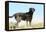 Chocolate Labrador Retriever 35-Bob Langrish-Framed Premier Image Canvas