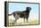 Chocolate Labrador Retriever 35-Bob Langrish-Framed Premier Image Canvas