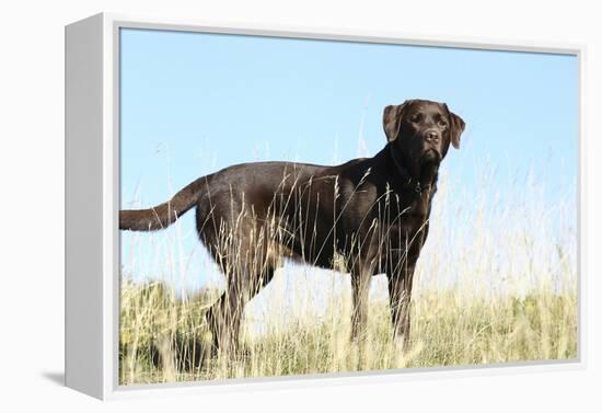 Chocolate Labrador Retriever 35-Bob Langrish-Framed Premier Image Canvas