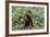 Chocolate Labrador Retriever 37-Bob Langrish-Framed Photographic Print