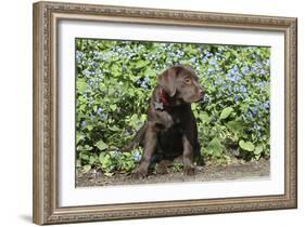 Chocolate Labrador Retriever 37-Bob Langrish-Framed Photographic Print