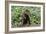 Chocolate Labrador Retriever 37-Bob Langrish-Framed Photographic Print