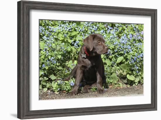 Chocolate Labrador Retriever 37-Bob Langrish-Framed Photographic Print