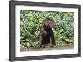Chocolate Labrador Retriever 37-Bob Langrish-Framed Photographic Print