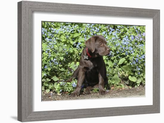 Chocolate Labrador Retriever 37-Bob Langrish-Framed Photographic Print