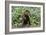 Chocolate Labrador Retriever 37-Bob Langrish-Framed Photographic Print