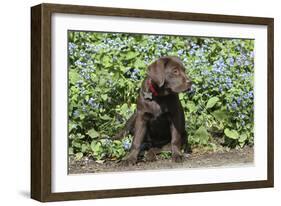 Chocolate Labrador Retriever 37-Bob Langrish-Framed Photographic Print
