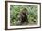 Chocolate Labrador Retriever 37-Bob Langrish-Framed Photographic Print