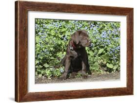Chocolate Labrador Retriever 37-Bob Langrish-Framed Photographic Print