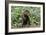 Chocolate Labrador Retriever 37-Bob Langrish-Framed Photographic Print