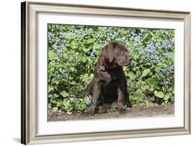 Chocolate Labrador Retriever 37-Bob Langrish-Framed Photographic Print
