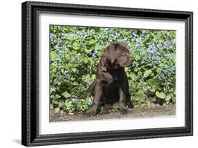 Chocolate Labrador Retriever 37-Bob Langrish-Framed Photographic Print