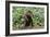 Chocolate Labrador Retriever 37-Bob Langrish-Framed Photographic Print