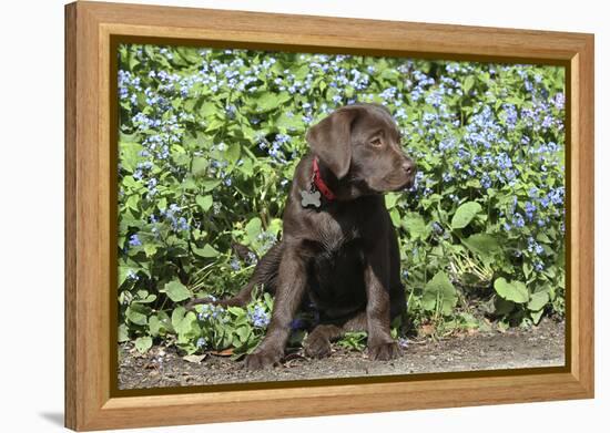 Chocolate Labrador Retriever 37-Bob Langrish-Framed Premier Image Canvas