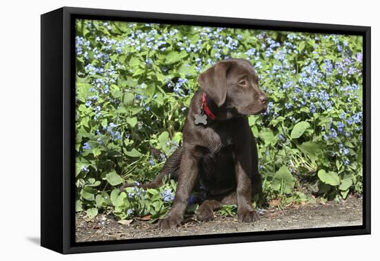 Chocolate Labrador Retriever 37-Bob Langrish-Framed Premier Image Canvas