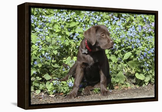 Chocolate Labrador Retriever 37-Bob Langrish-Framed Premier Image Canvas