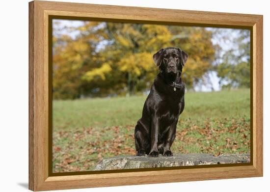 Chocolate Labrador Retriever 52-Bob Langrish-Framed Premier Image Canvas