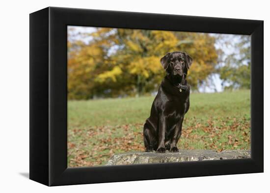 Chocolate Labrador Retriever 52-Bob Langrish-Framed Premier Image Canvas