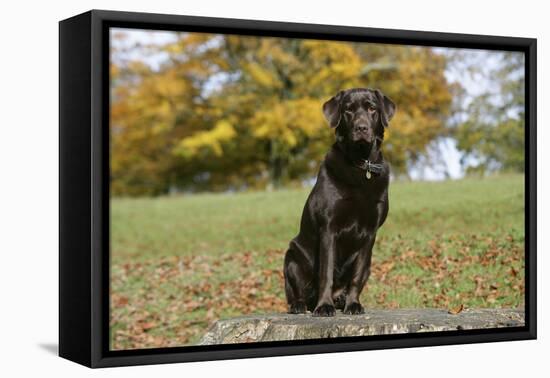 Chocolate Labrador Retriever 52-Bob Langrish-Framed Premier Image Canvas