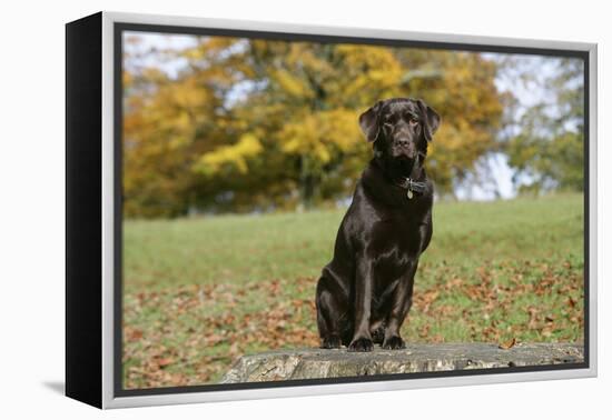 Chocolate Labrador Retriever 52-Bob Langrish-Framed Premier Image Canvas