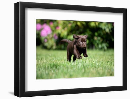 Chocolate Labrador retriever puppy running on garden lawn-Lynn M. Stone-Framed Photographic Print