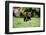 Chocolate Labrador retriever puppy running on garden lawn-Lynn M. Stone-Framed Photographic Print