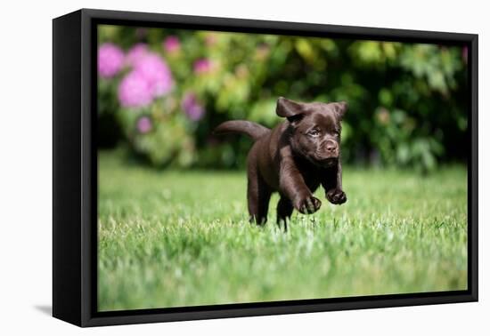 Chocolate Labrador retriever puppy running on garden lawn-Lynn M. Stone-Framed Premier Image Canvas