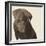 Chocolate Labrador-Emily Burrowes-Framed Giclee Print