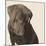 Chocolate Labrador-Emily Burrowes-Mounted Giclee Print