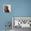 Chocolate Labrador-Emily Burrowes-Premium Giclee Print displayed on a wall