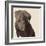 Chocolate Labrador-Emily Burrowes-Framed Premium Giclee Print