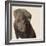 Chocolate Labrador-Emily Burrowes-Framed Premium Giclee Print