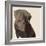 Chocolate Labrador-Emily Burrowes-Framed Premium Giclee Print