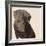 Chocolate Labrador-Emily Burrowes-Framed Premium Giclee Print