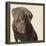 Chocolate Labrador-Emily Burrowes-Framed Stretched Canvas