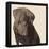 Chocolate Labrador-Emily Burrowes-Framed Stretched Canvas