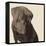 Chocolate Labrador-Emily Burrowes-Framed Stretched Canvas