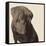 Chocolate Labrador-Emily Burrowes-Framed Stretched Canvas