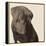 Chocolate Labrador-Emily Burrowes-Framed Stretched Canvas