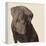 Chocolate Labrador-Emily Burrowes-Framed Stretched Canvas