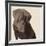 Chocolate Labrador-Emily Burrowes-Framed Giclee Print