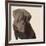 Chocolate Labrador-Emily Burrowes-Framed Giclee Print