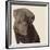 Chocolate Labrador-Emily Burrowes-Framed Giclee Print