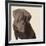 Chocolate Labrador-Emily Burrowes-Framed Giclee Print