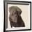 Chocolate Labrador-Emily Burrowes-Framed Giclee Print