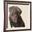 Chocolate Labrador-Emily Burrowes-Framed Giclee Print