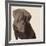 Chocolate Labrador-Emily Burrowes-Framed Giclee Print