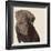 Chocolate Labrador-Emily Burrowes-Framed Giclee Print